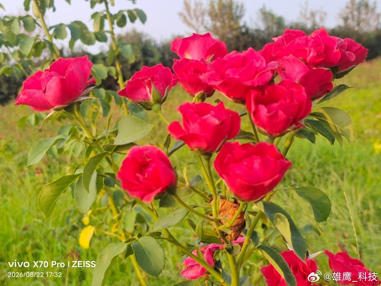 #vivo[超话]# 花开正艳时，我在沿路寻找你，青春无售价，出发…#记录生活##手机随手拍# ​