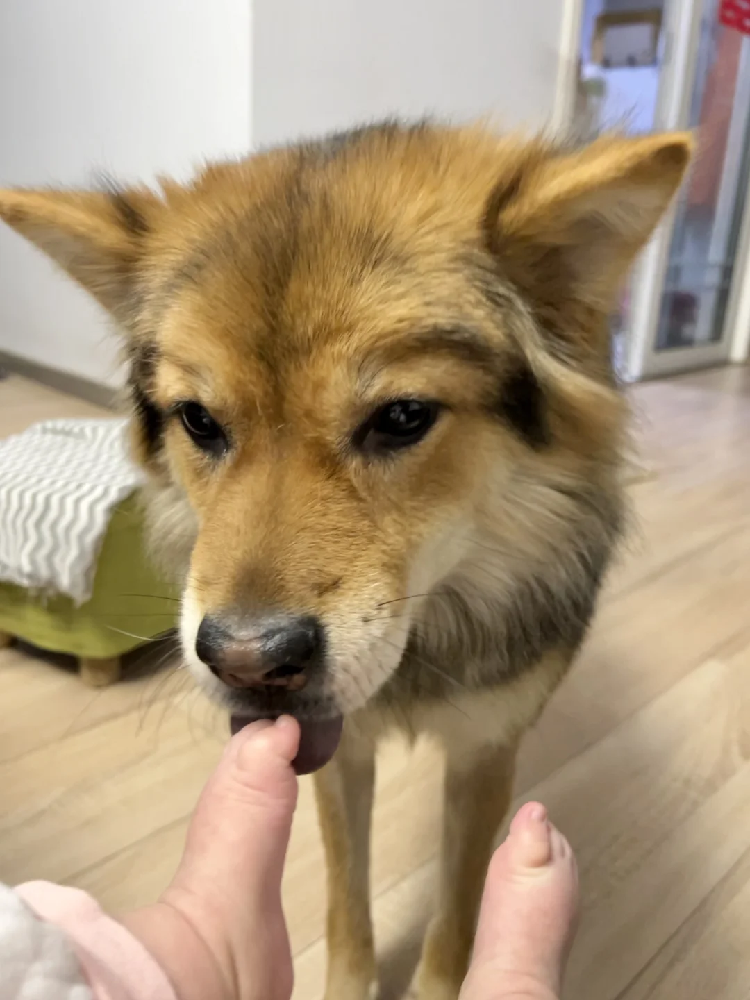 耶？ 肉枣？ 尝尝