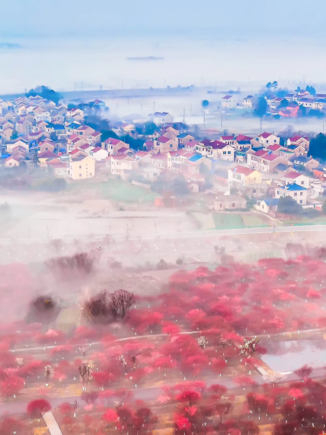 赏花线路 | 接下来2个月，会看到这样的南京