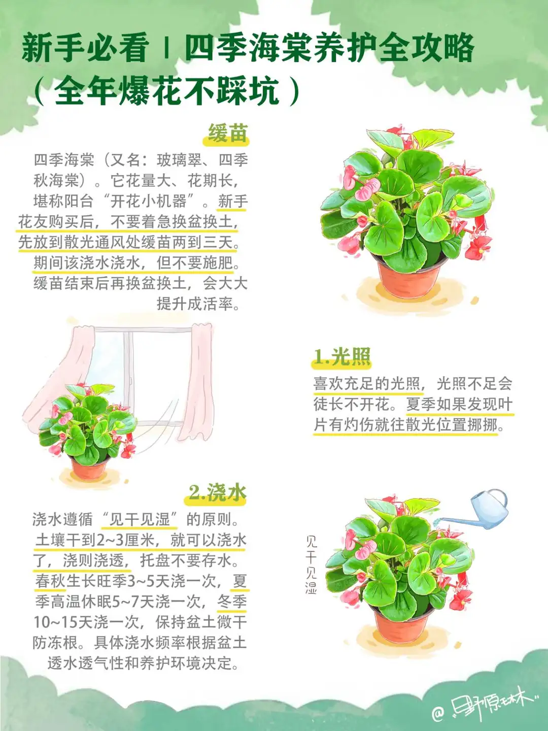 四季海棠养护全攻略｜全年爆花不踩坑