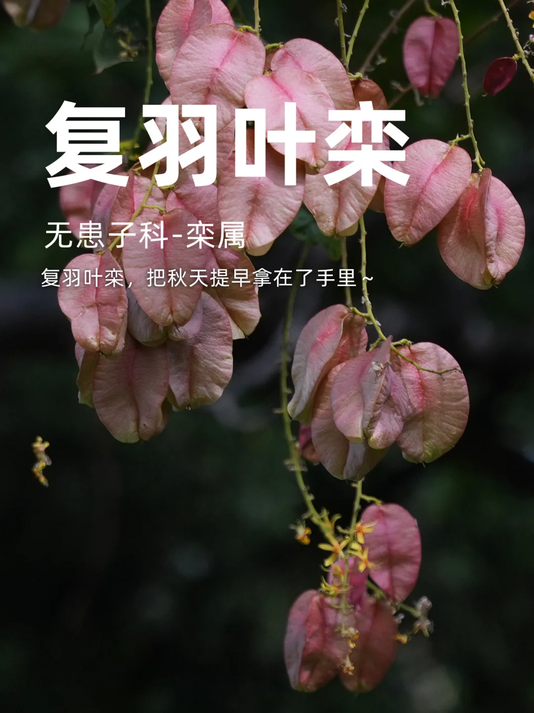 复羽叶栾，把秋天提早拿在了手里～