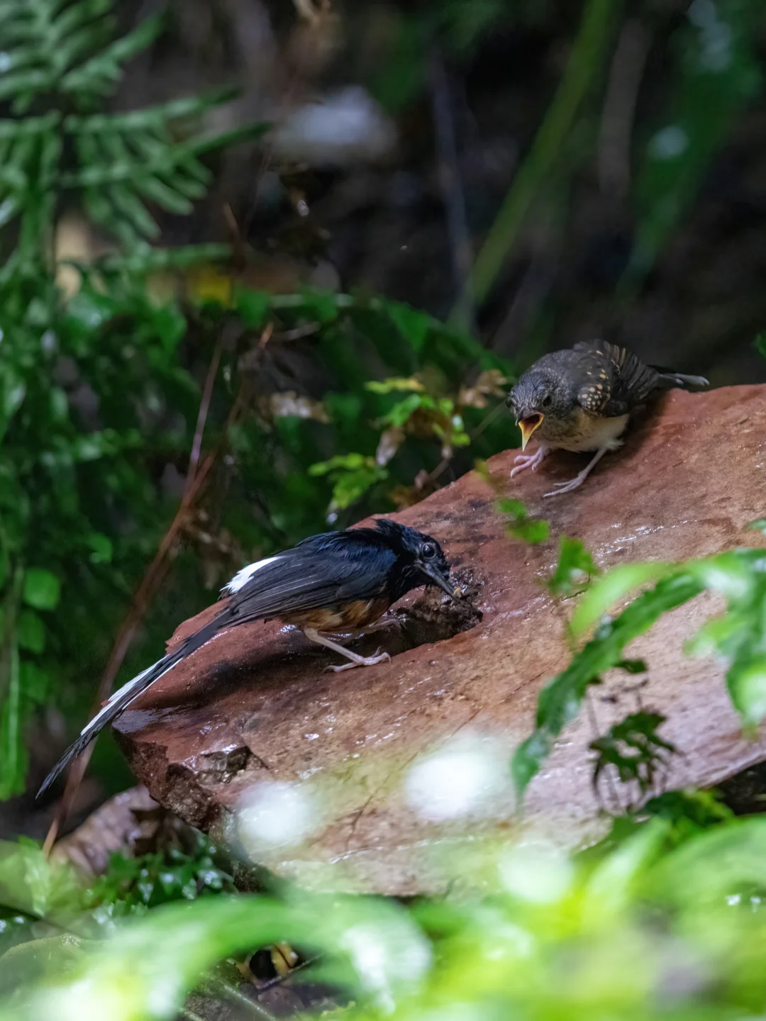 遇见一只白腰鹊鸲爸爸暴雨中给幼鸟喂食