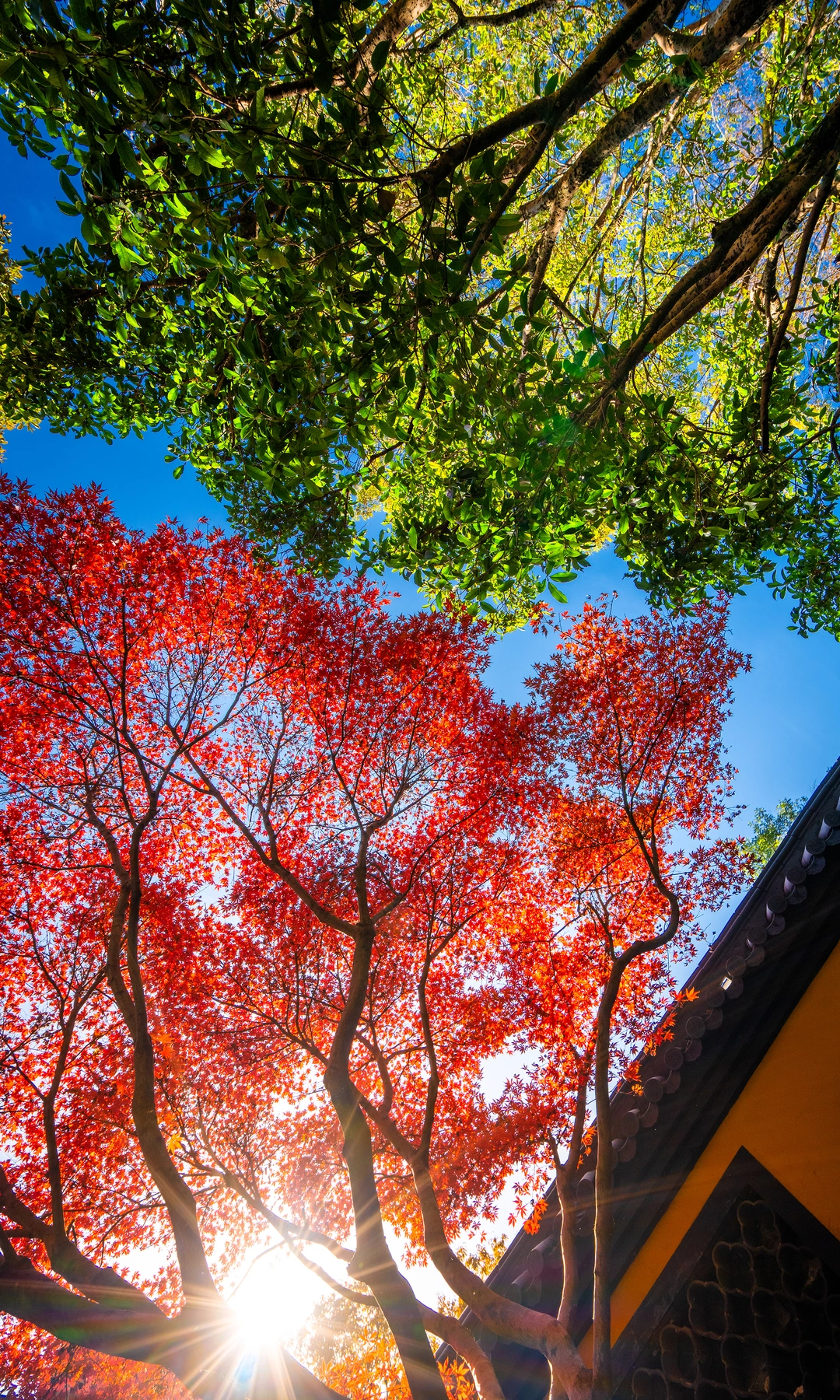 我拍到了秋日限定双拼色