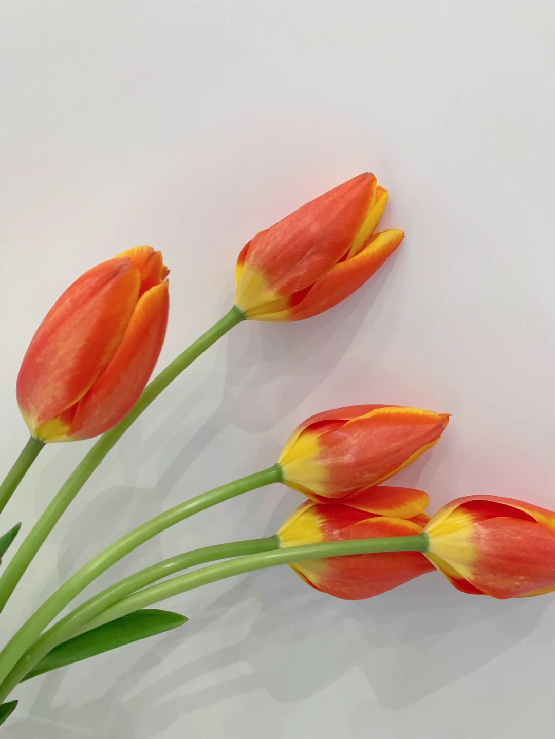 带你每天认识一种鲜花2｜郁金香