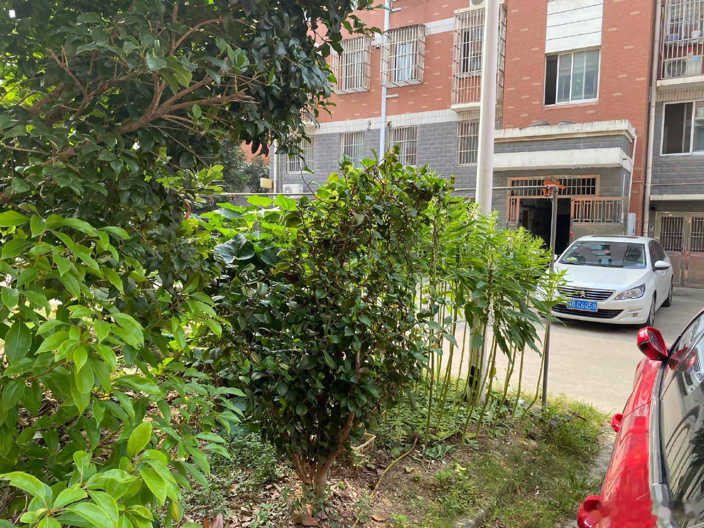#生活手记#农民安置小区的困惑；你可以种树木花草，可以以种植业植物各种蔬菜，丝瓜爬满凉物架，在杂草上南瓜藤上爬一地……问门可以阻止🚗进出交物业费。物业管理变都成物业服务、养狗是人类伟大的爱心，三天两头车库门拉屎恶心了我……我上哪里讲理去？这种不文明行为需要政府监管托底。 ​