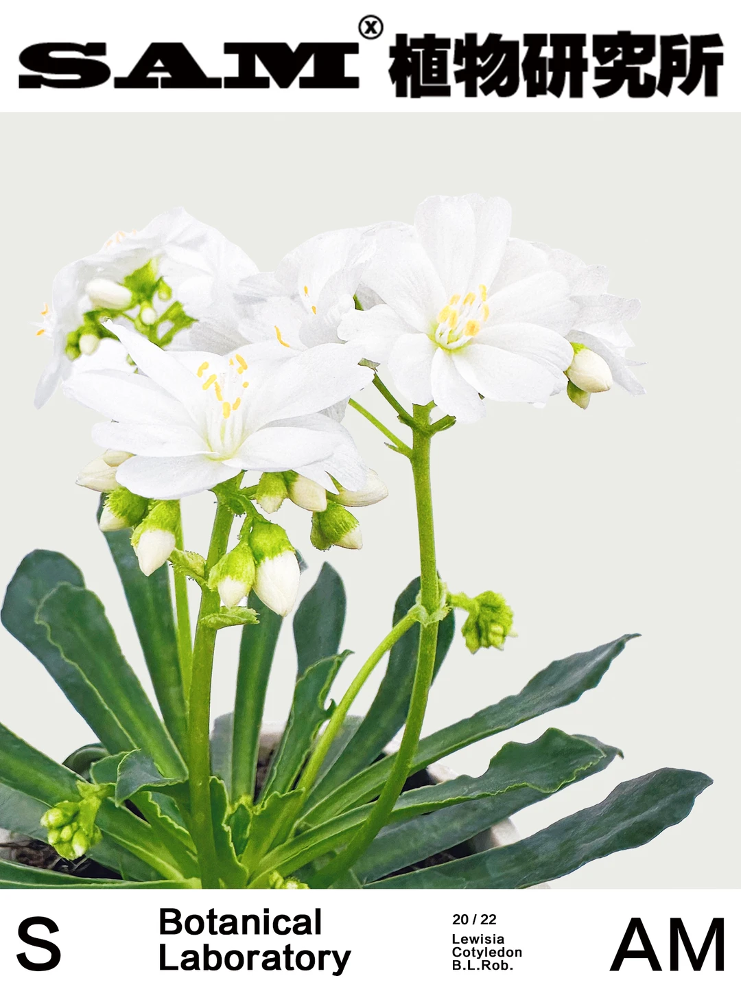 露薇花｜Lewisia cotyledon B.L.Rob.