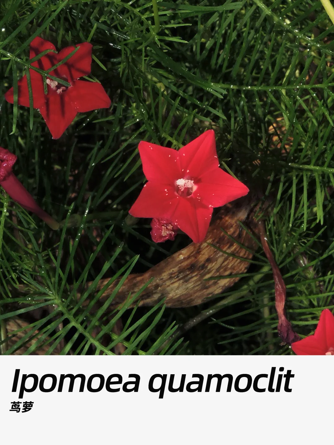 带你每天认识一种花材368｜茑萝