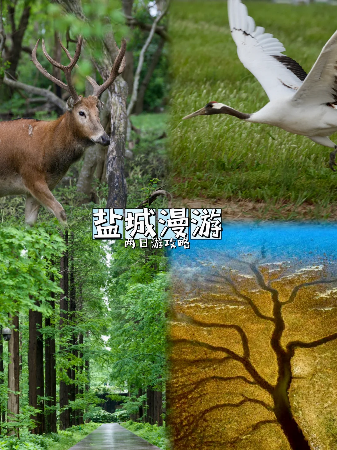 你应该有一次旅行，属于盐城(附两日游攻略)