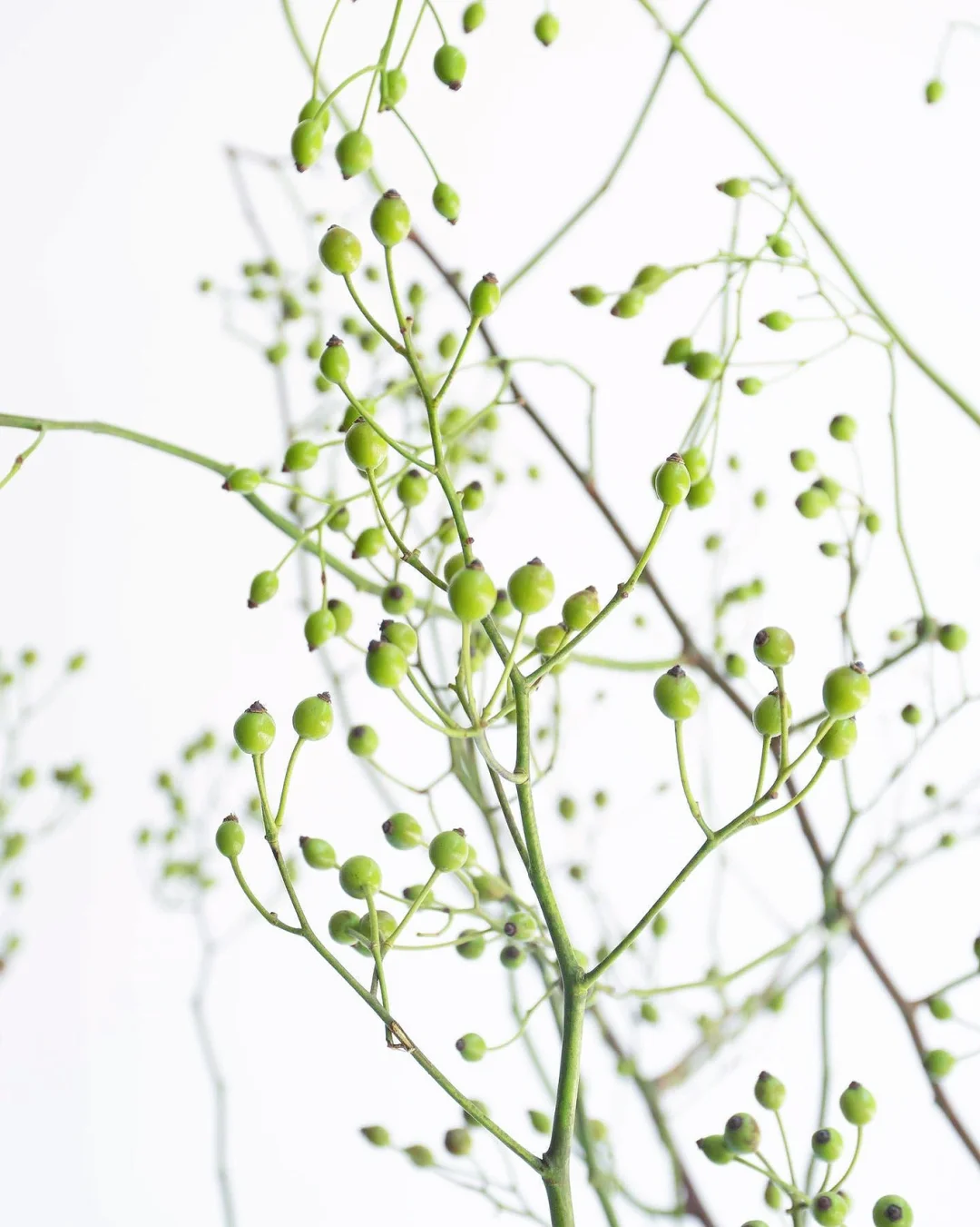 带你每天认识一种花材141｜山归来