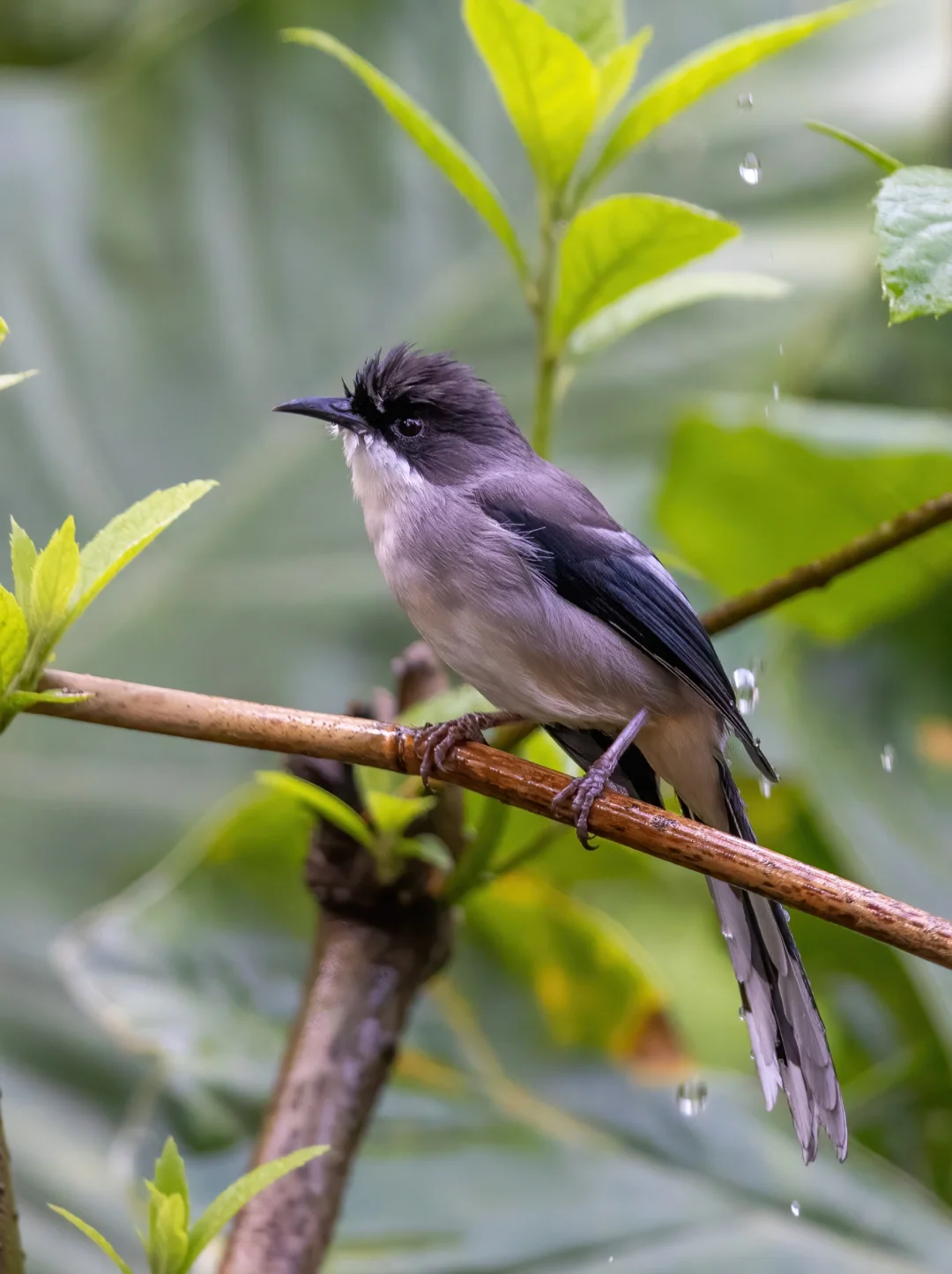 灰奇鹛到底有多奇？