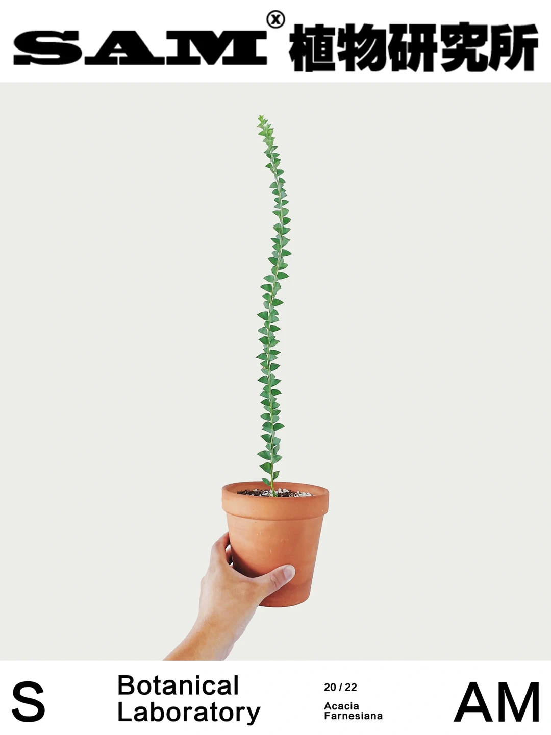 三角叶金合欢｜Acacia Pravissima F.Muell