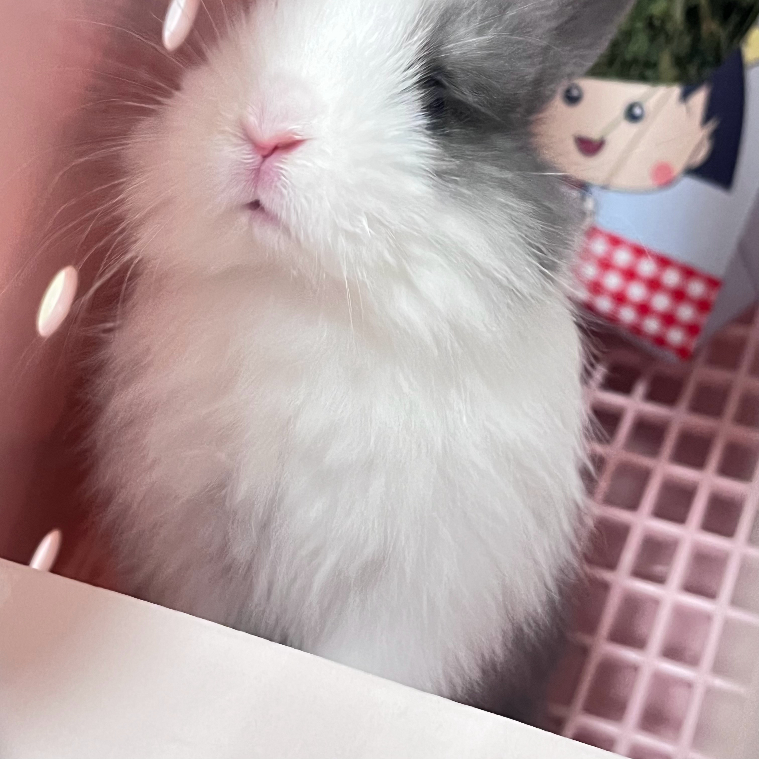 🐰～ ​​​