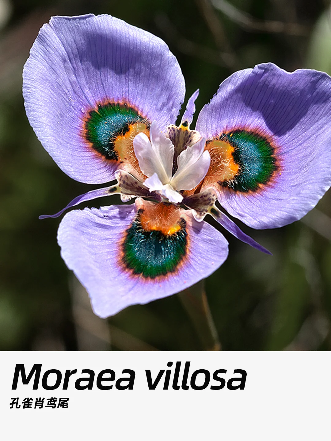 带你每天认识一种花材367｜孔雀肖鸢尾