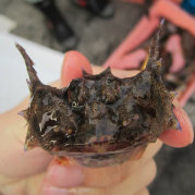 李昂杜父鱼