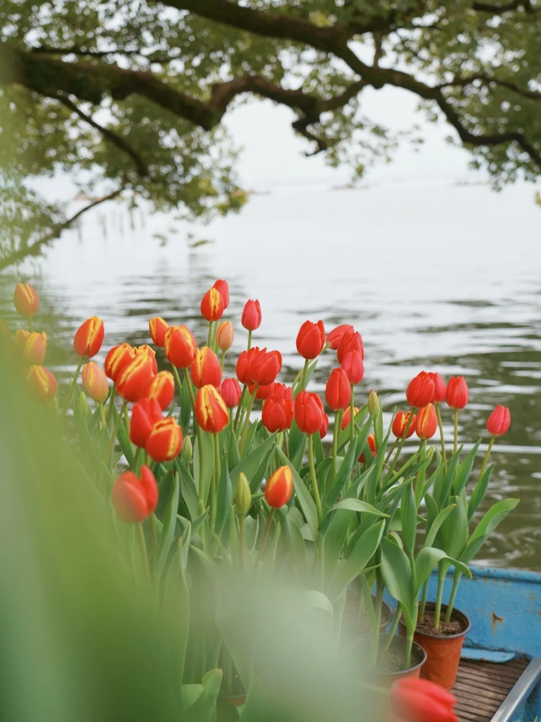 杭州浪漫｜西湖边满载郁金香🌷的花船
