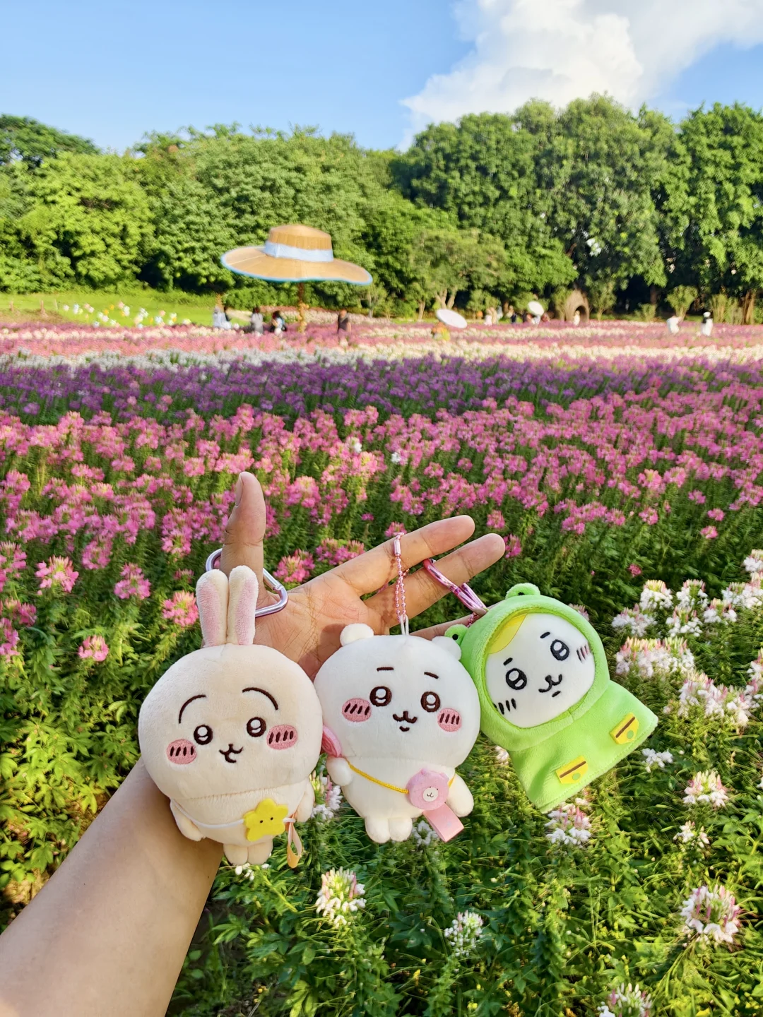 带三小只来海珠湿地看醉蝶花海🌸啦😏