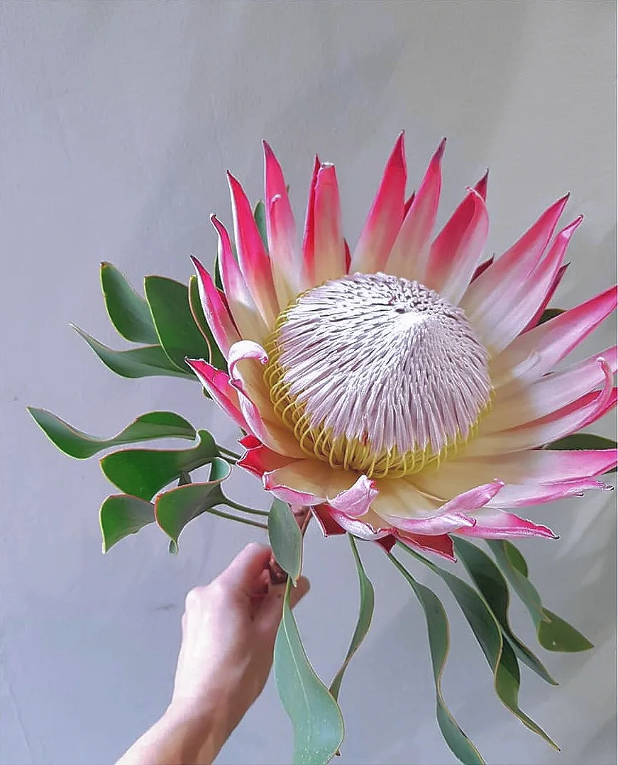 带你每天认识一种花材113｜兰斯洛特帝王花