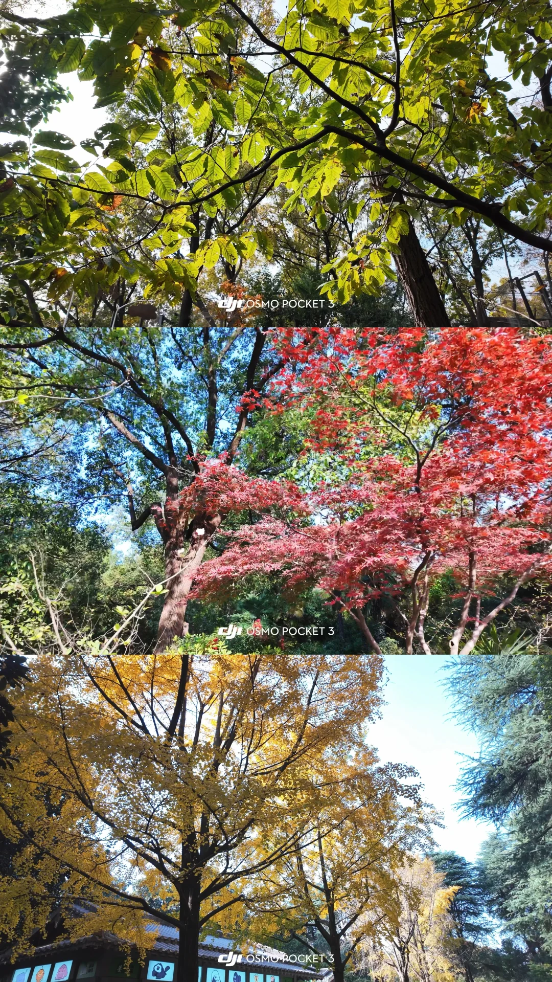 坡峰岭的秋色 镜头里的秋日色彩 公园赏秋情报站