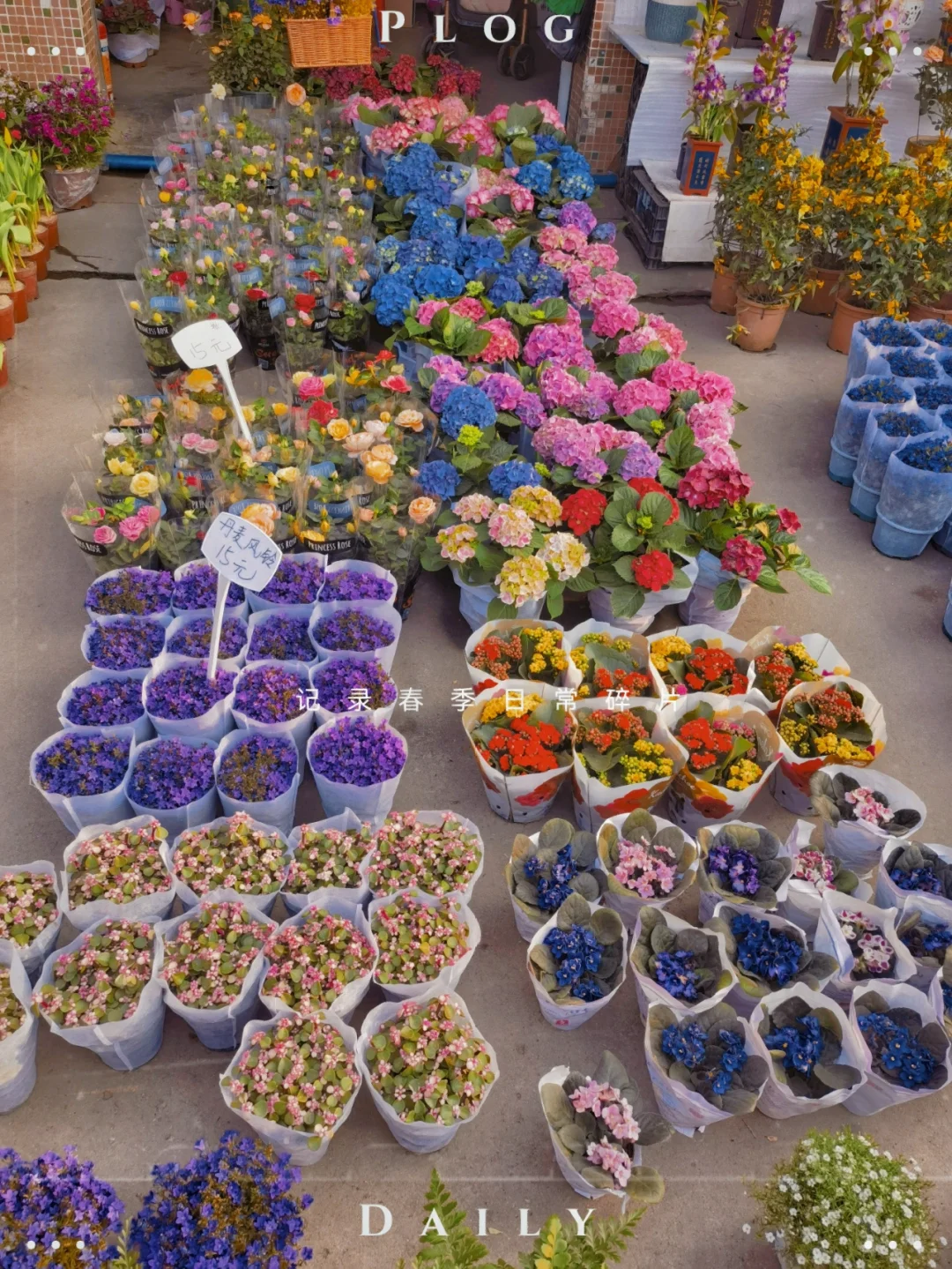 最近花卉市场的花好便宜。