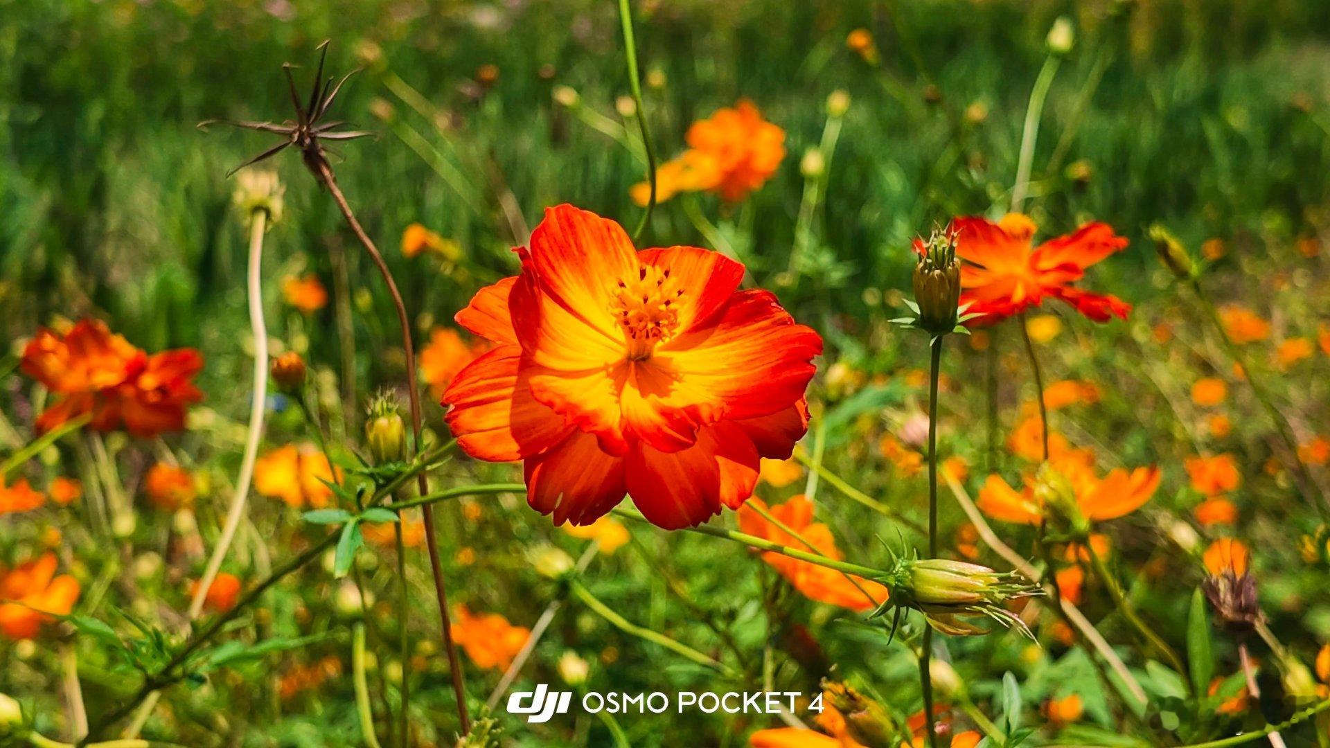 #随手拍##花朵[超话]##大疆pocket4##日常[超话]##夏日的味道##沿途风景随手拍##夏天##夏日的味道# ​