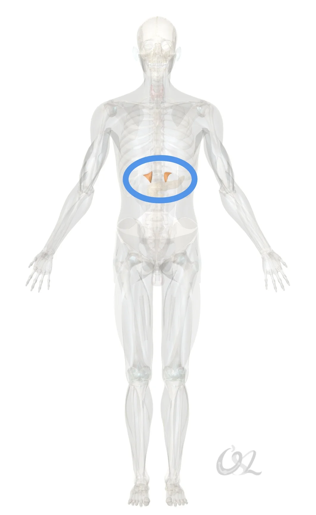 讲两个肾上腺功能的自我检测方法