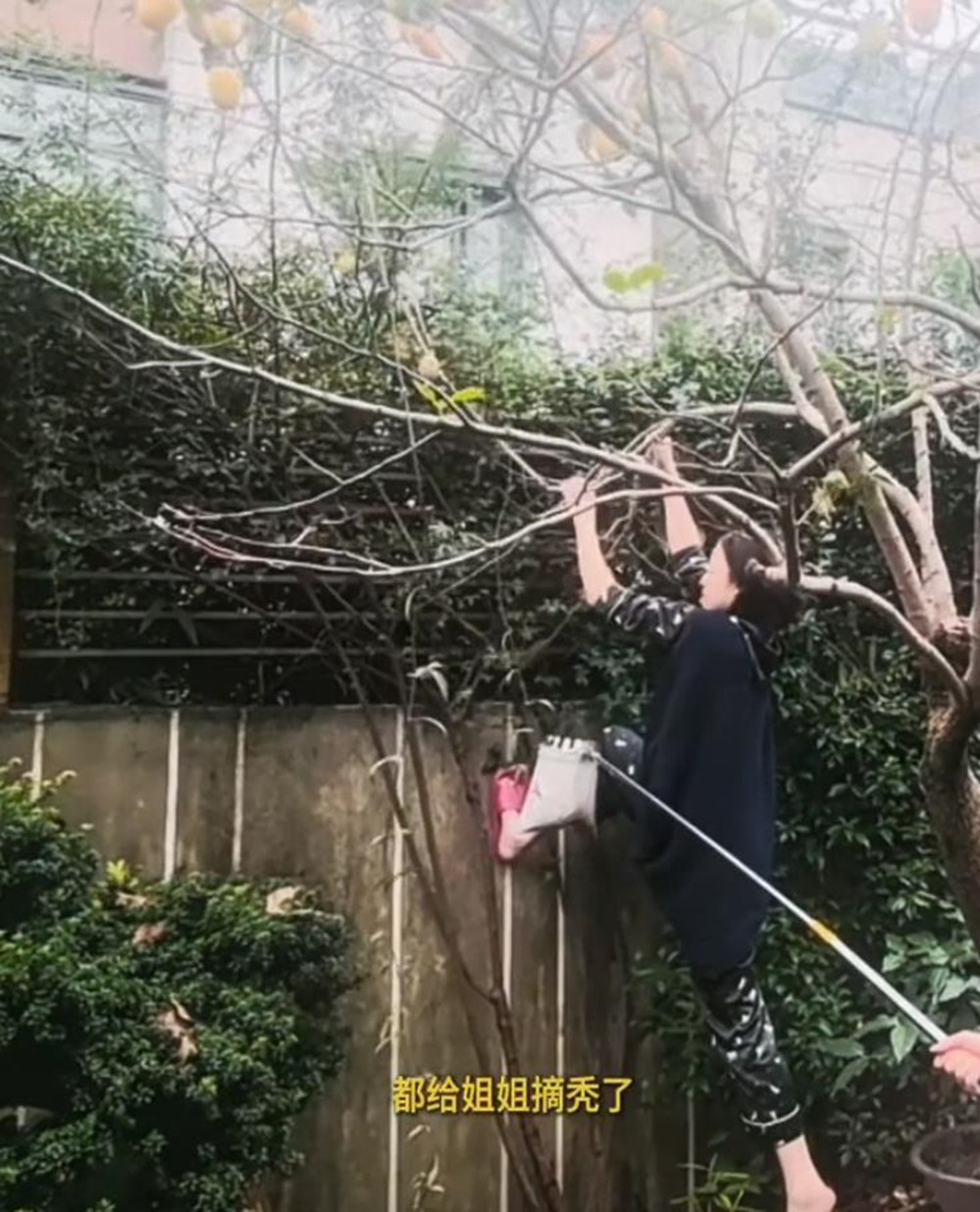 38岁倪妮穿着睡衣脚踩拖鞋登高爬树摘柿子，活人感好强。
倪妮家院子里的柿子树迎来了大丰收，一早倪妮穿着粉色拖鞋连妆也美化就上树摘柿子，她不愧是日常保持健身的人，动作那叫一个灵活生猛，只见倪妮一把拽过柿子枝，没一会儿就将枝头的柿子摘秃了。
干起活来的倪妮连手套都没带，完全不怕扎手。一脚撑地，另一只脚踩