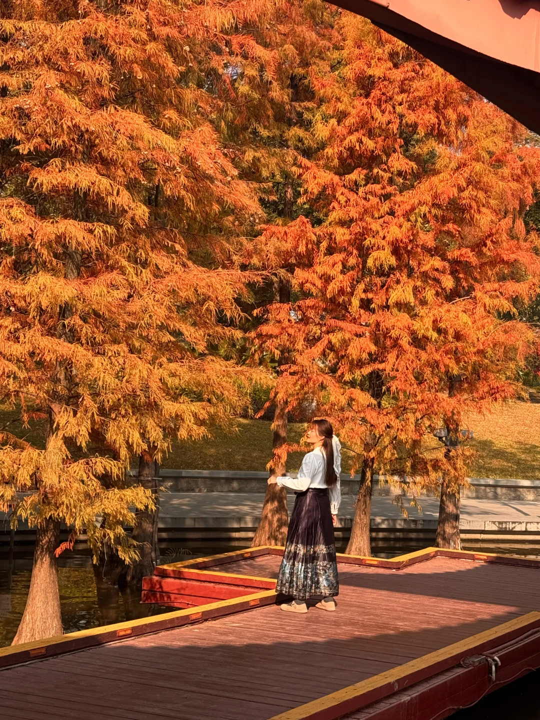 1.15实拍❗️佛山千灯湖落羽杉🍁美哭了❗️