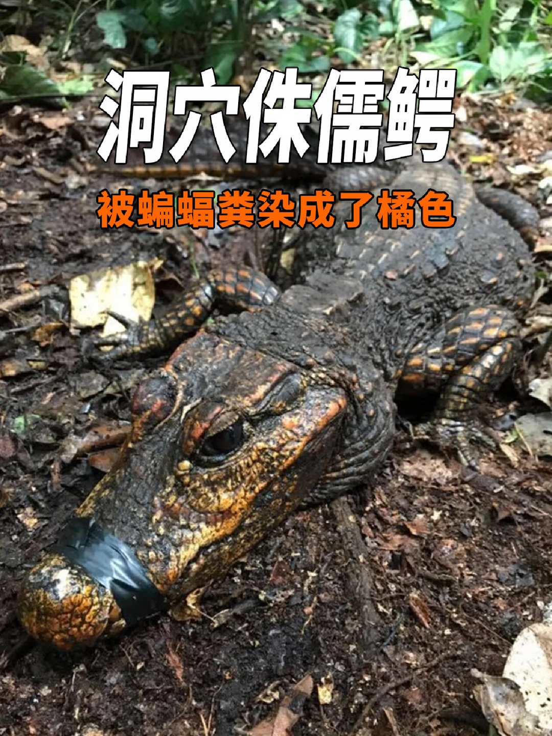 侏儒鳄为了觅食有多努力？
