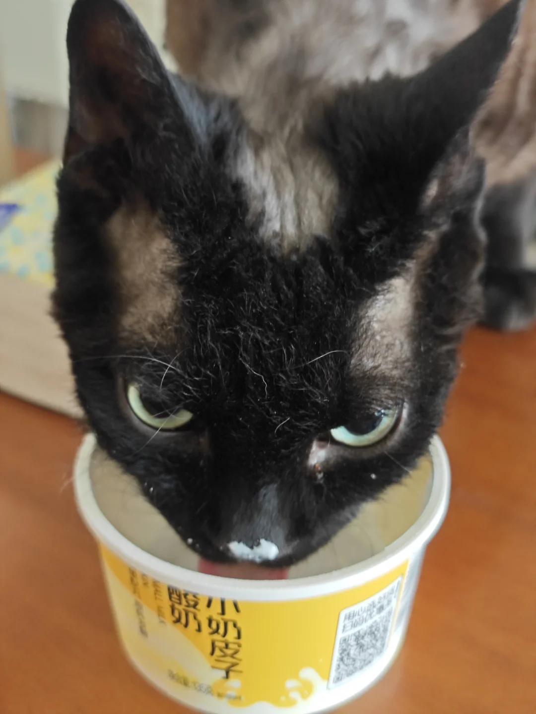 猫猫是个吃货 我的猫咪不挑食