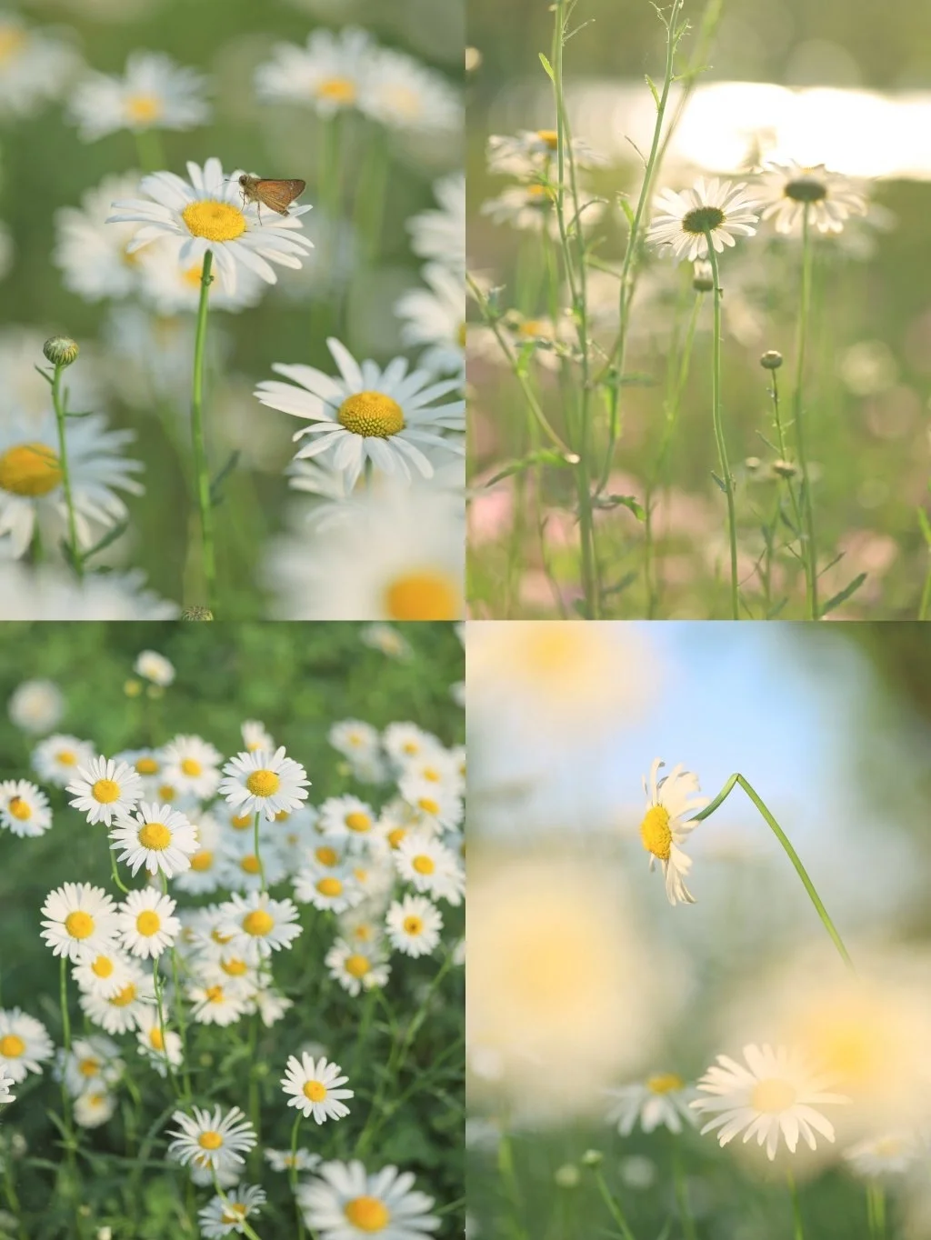手机调色/小雏菊壁纸/夏天用这个滤镜太绝了