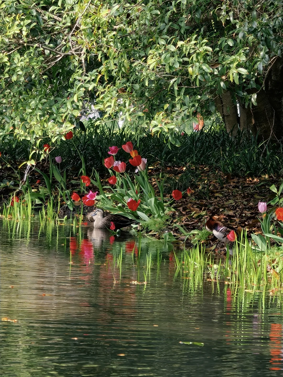太子湾｜郁金香把春天揉进了西湖边
