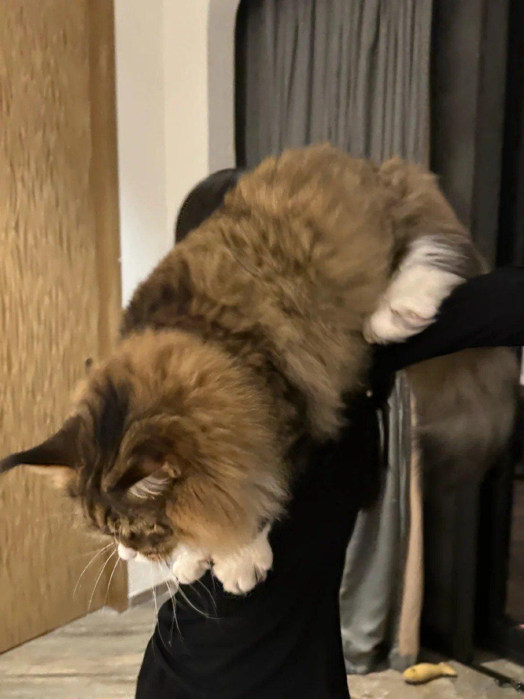 #田曦薇的猫像大卡车一样走过来# 康康和卡车从未同框过，细思极恐！ ​
