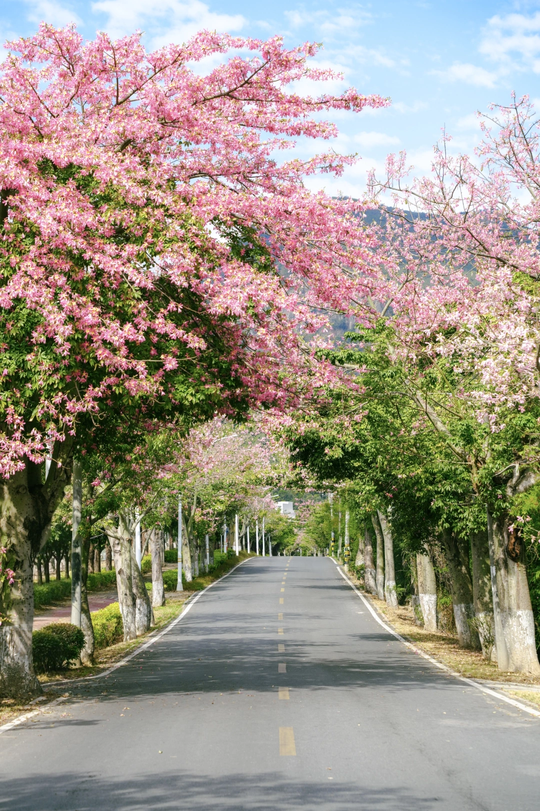 在厦门！找到了动漫场景里的异木棉