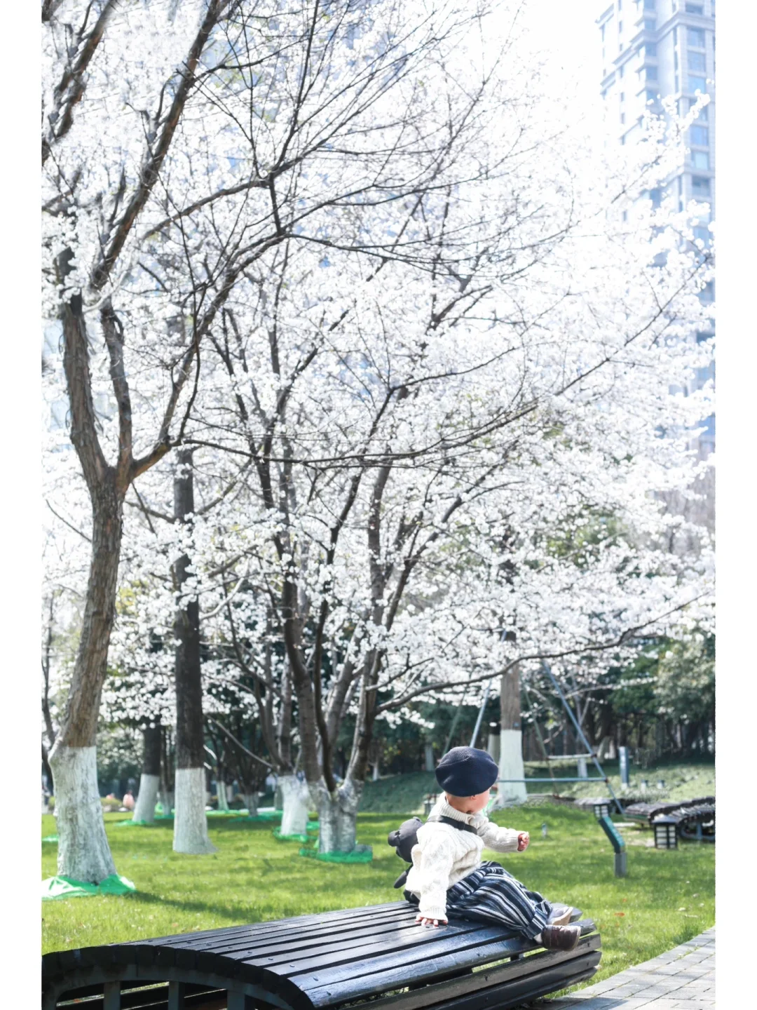 赏樱不要只知道东湖啦🌸这个公园樱花已盛开