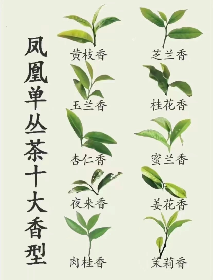 凤凰单丛十大香型，喜欢喝茶的建议收藏！