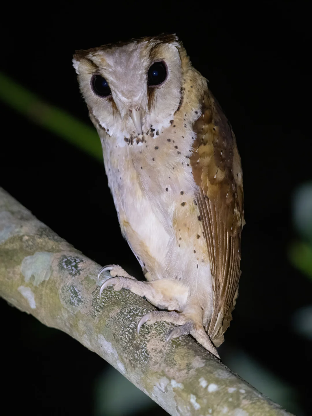 外星人(猫头鹰)刚来地球请多指教
