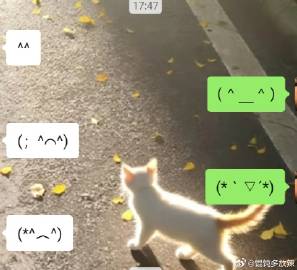 小猫：“你肯定在表情包库里找不到一样的”