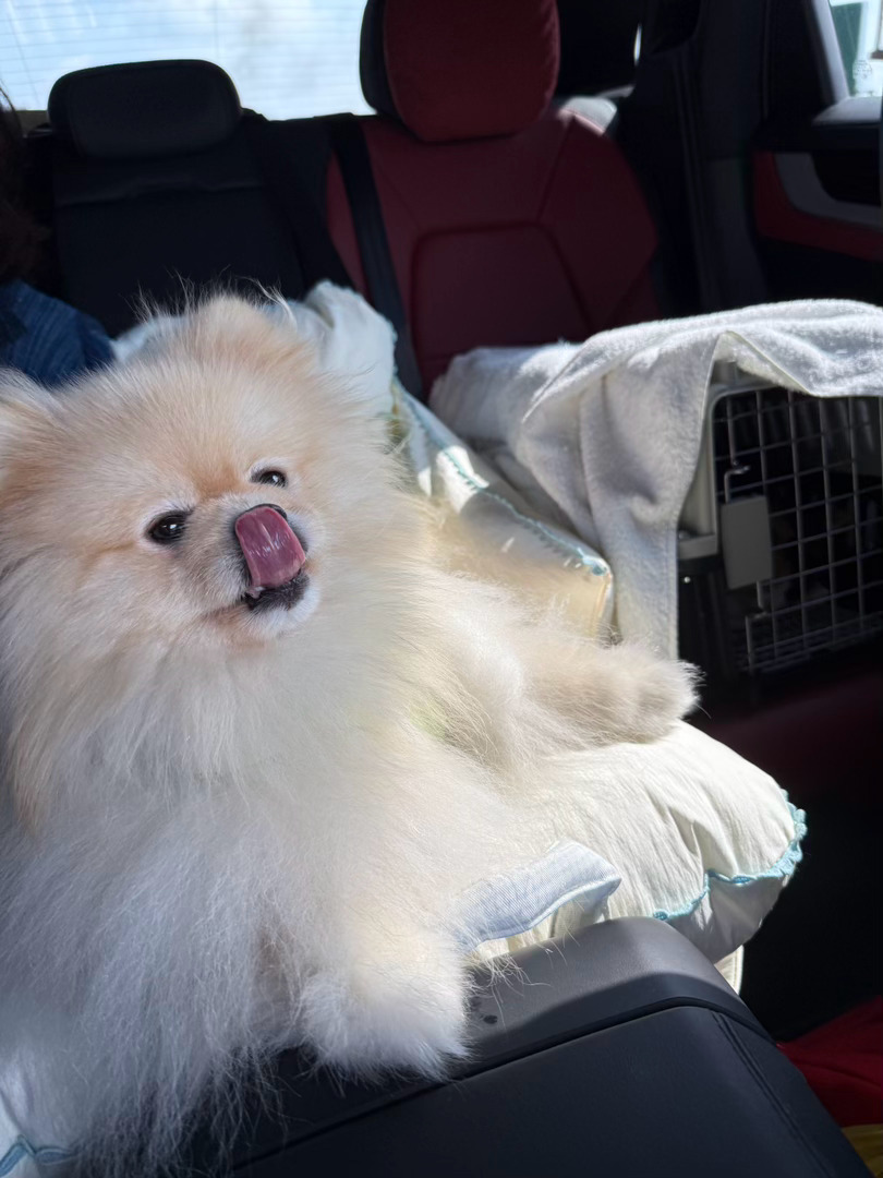 出发吉小妹新家🚗🐾🏠 ​​​