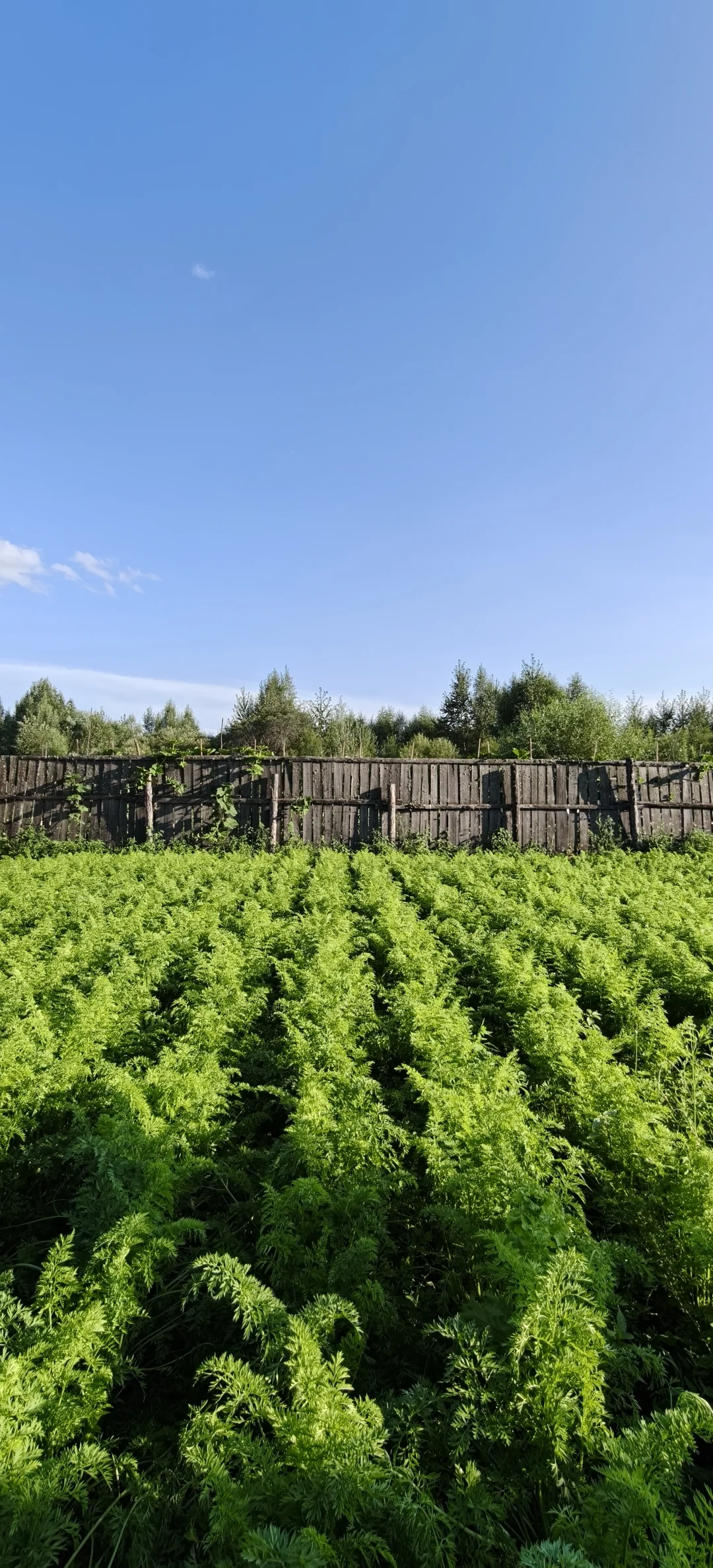 我今年种了很多胡萝卜🥕