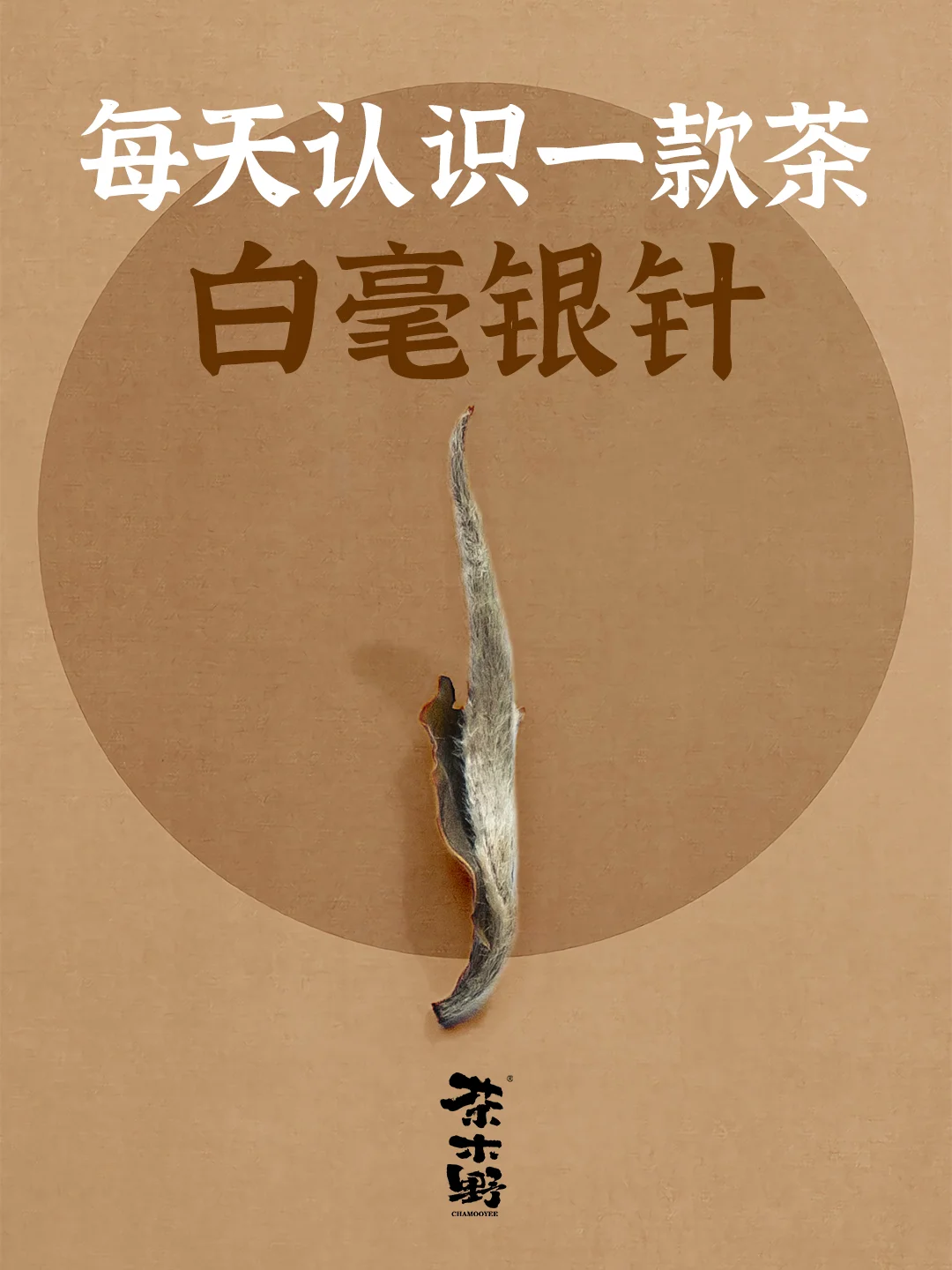 知识分享丨一分钟了解白毫银针