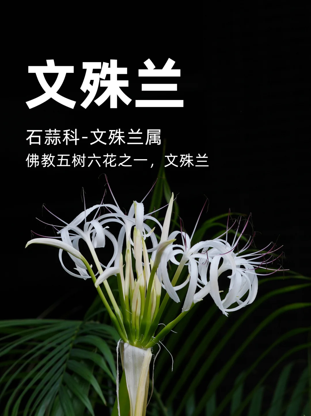 佛教五树六花之一，文殊兰～