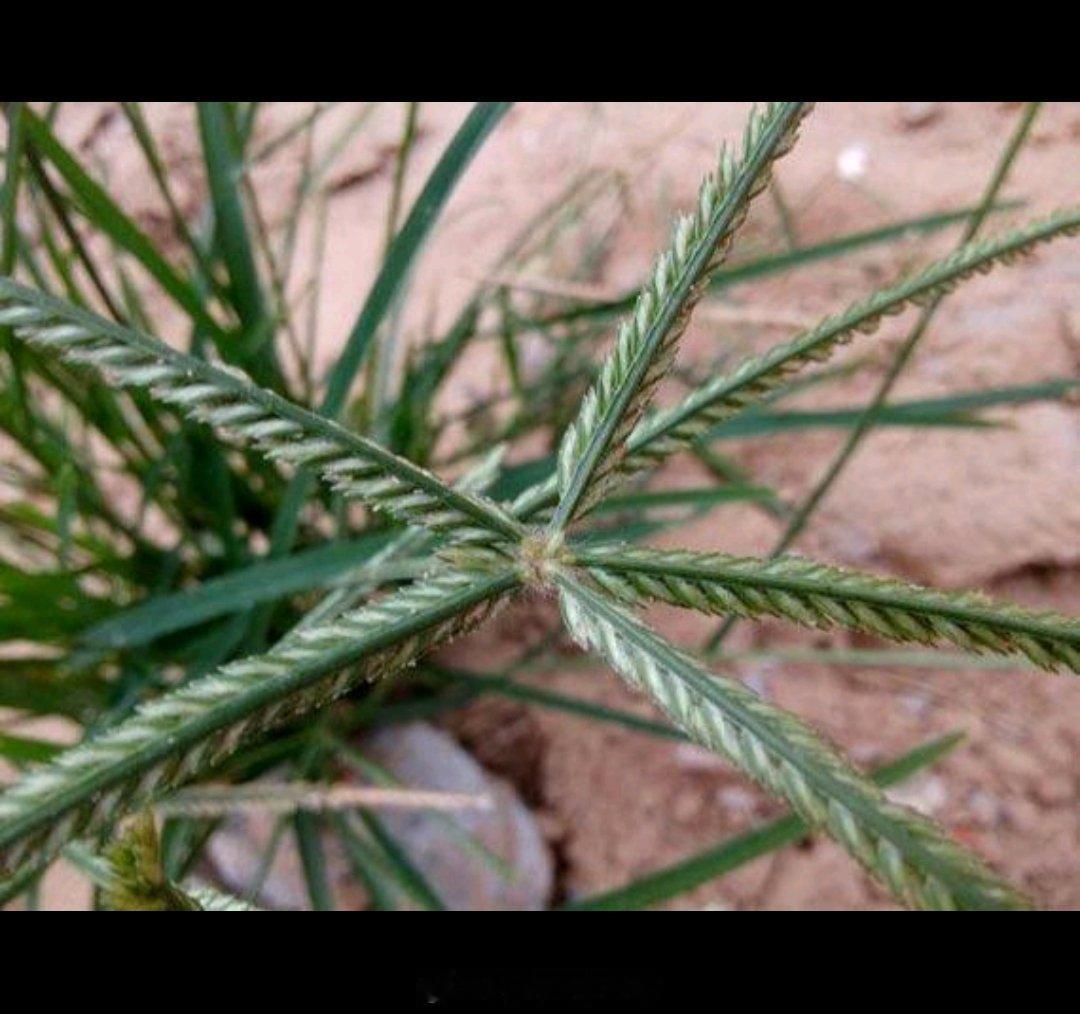 中国人讲五步之内必有芳草。急性腰扭伤，可以用牛筋草加红糖。煮水效果好。...