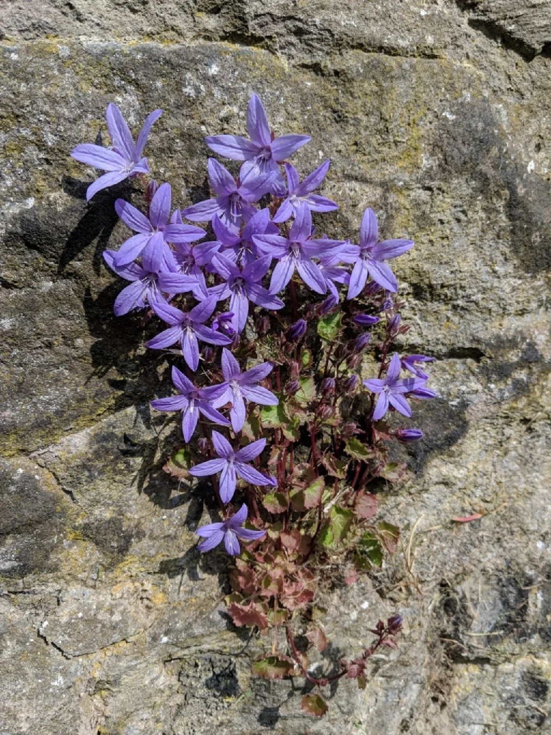 塞尔维亚垂钓风铃草