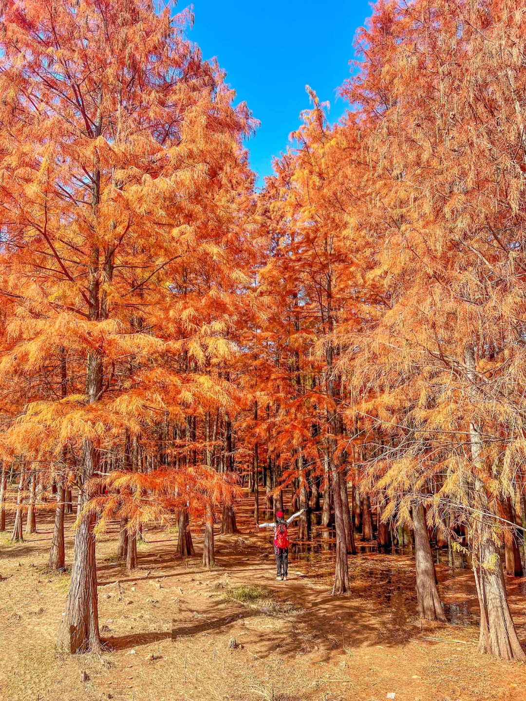 武汉1h，红透水杉美成一幅画！人少！地铁直达！