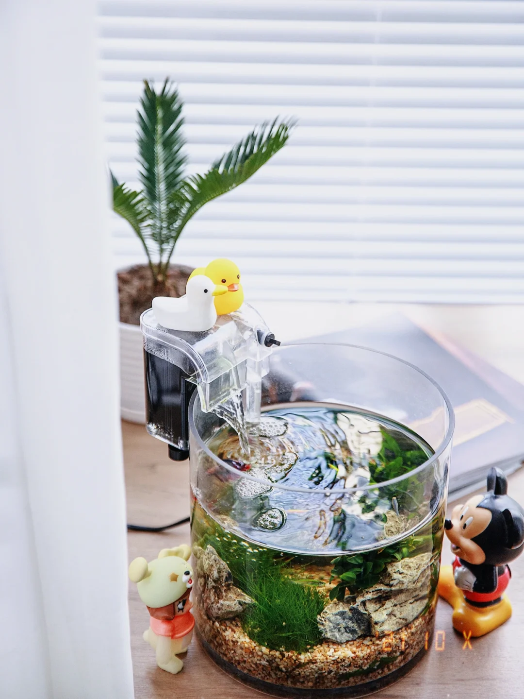 宅家日常｜圆形鱼缸养鱼真的是一道美丽风景