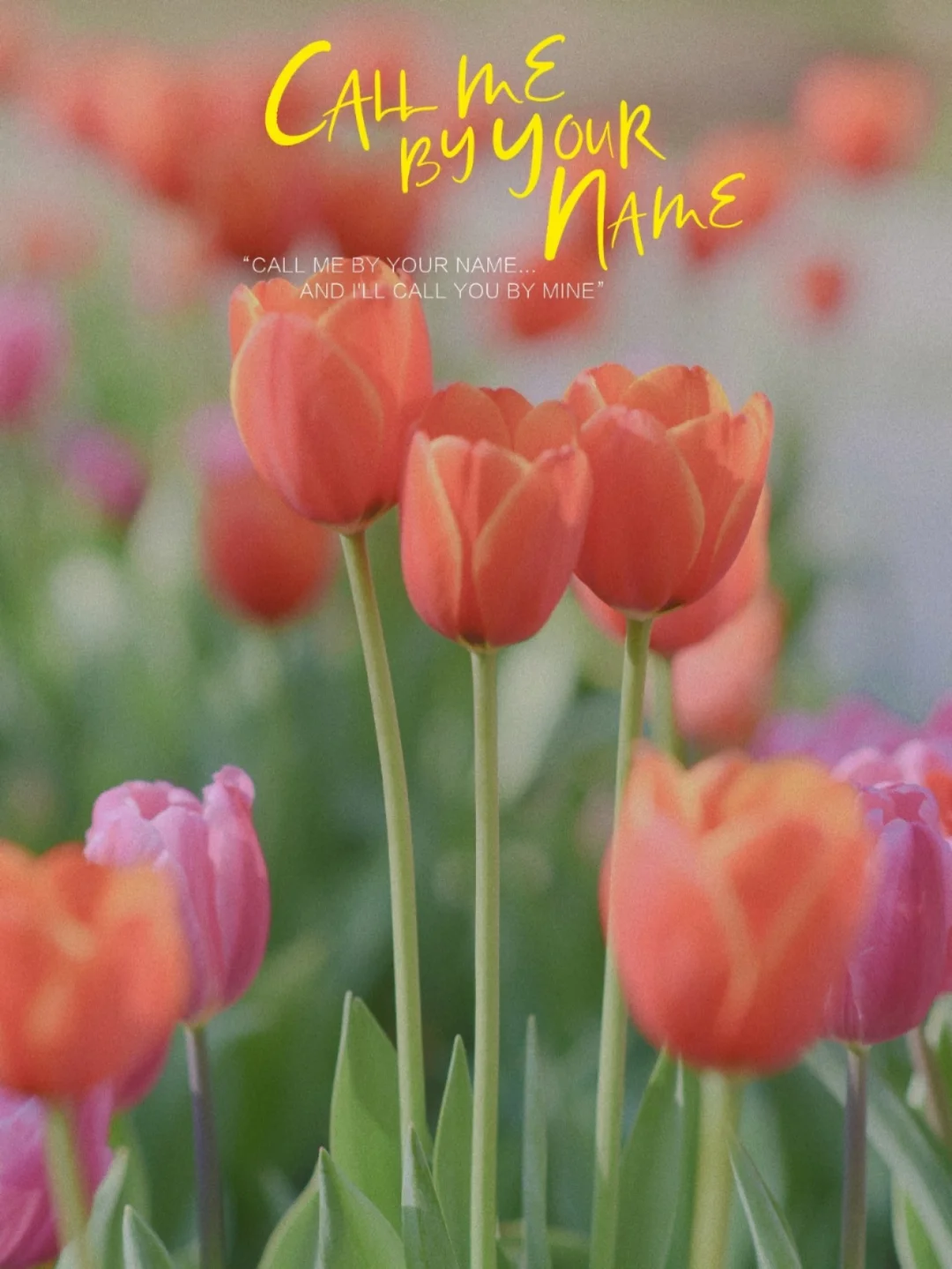 武汉春日限定/超美郁金香花海等你pick!!