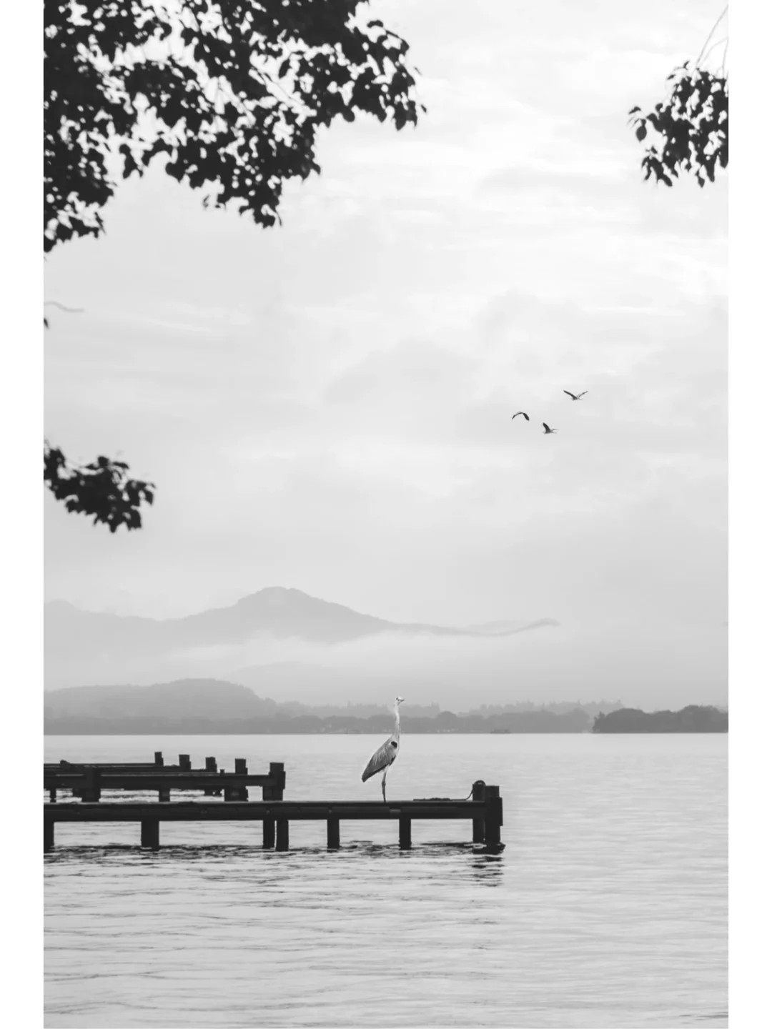 雾西湖｜烟雨蒙蒙，行于水墨江南