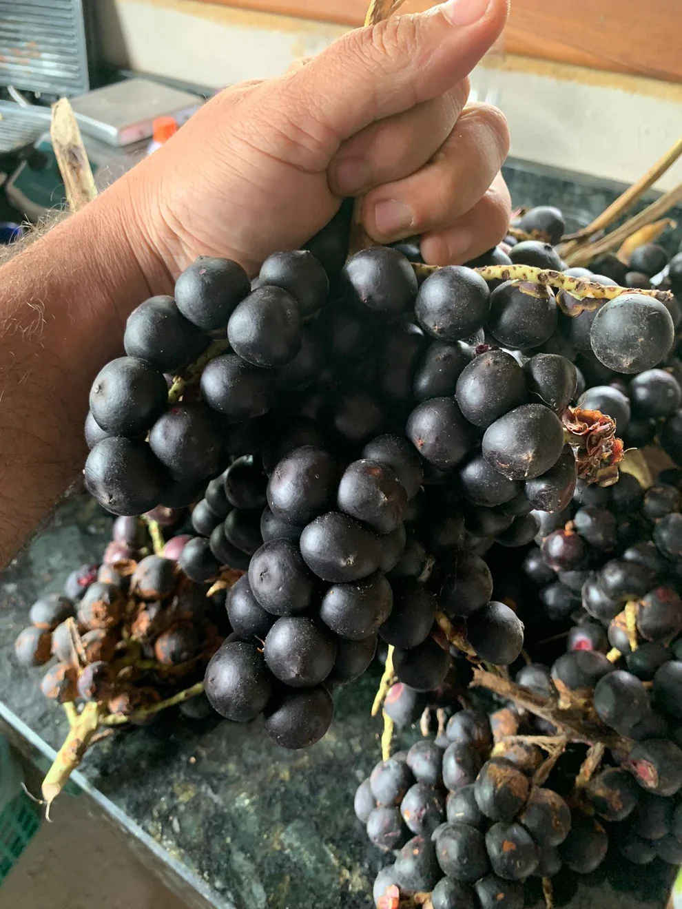 稀有棕榈水果Bactris glaucescens