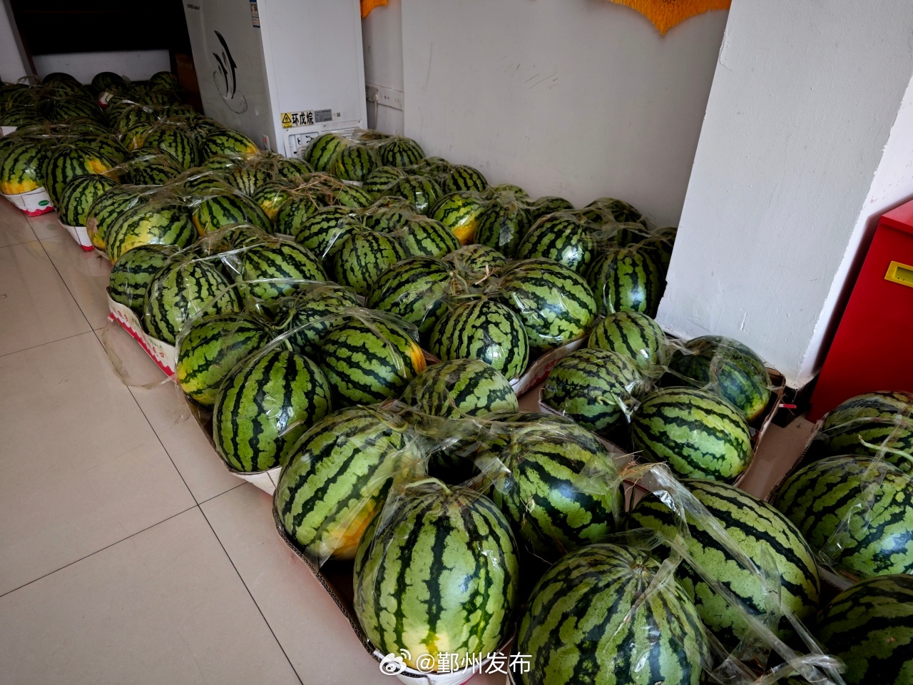 【“甜”：1000公斤爱心西瓜串起两头牵挂 当天，金桥花园社区党委联合...