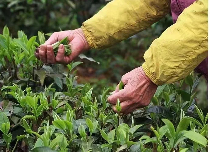 为什么春茶好？ 春茶污染基本为零，瑞雪兆丰年，冬去茶为仙，冬严寒，茶树免除病虫危